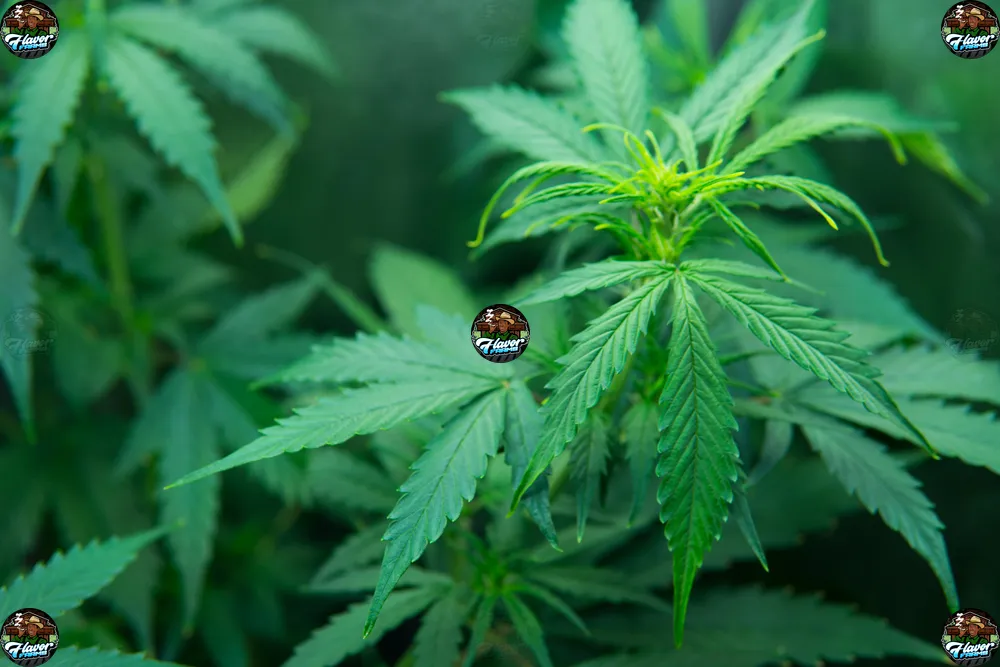 Chocolatina Cannabis in DC