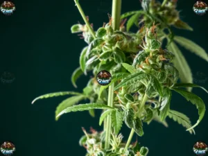 Falcon 9 Cannabis in DC