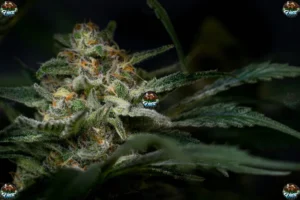 Ferrari Runtz Cannabis in DC