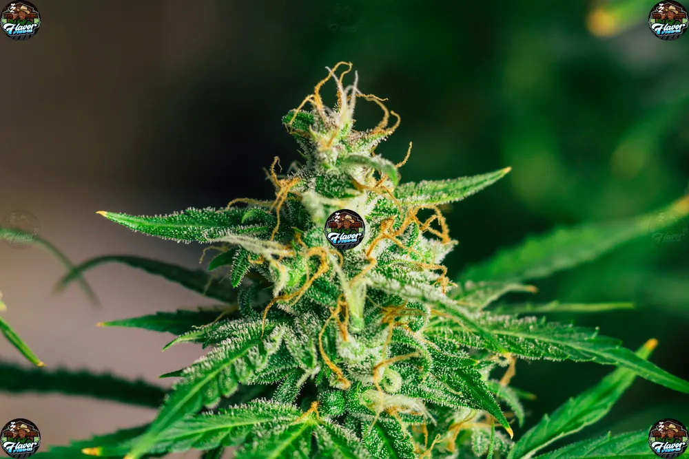 Swiss Watch Cannabis in DC