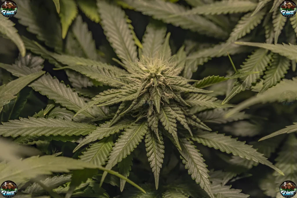 Violet Sky Cannabis in DC