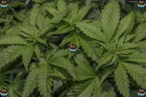 Chocolate Biscotti Cannabis in DC