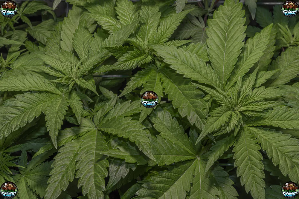 Chocolate Biscotti Cannabis in DC