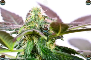 Critical Cannabis in DC