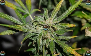 Ether Cannabis in DC