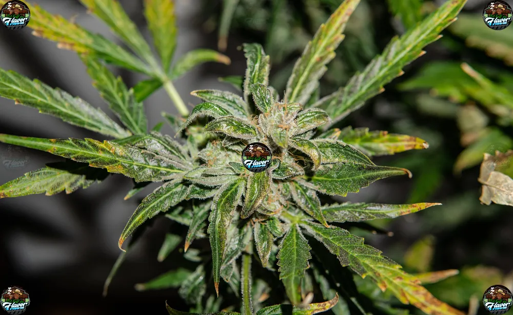 Ether Cannabis in DC