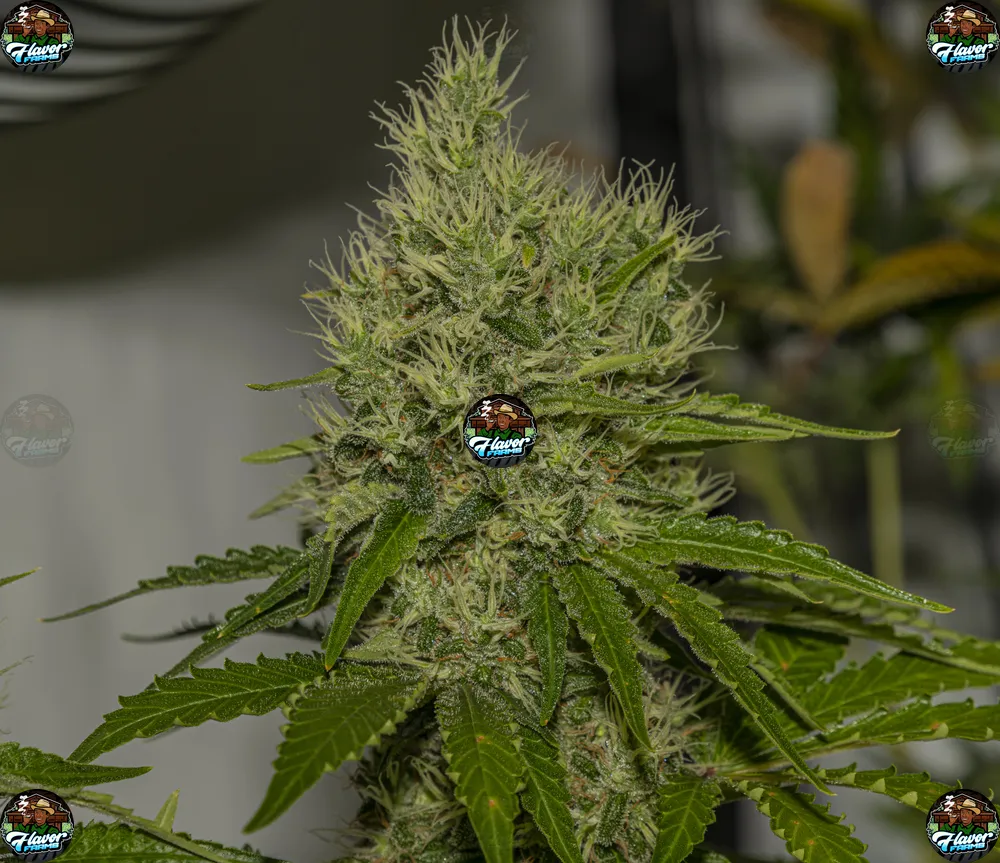 LA Kush Cake Cannabis in DC