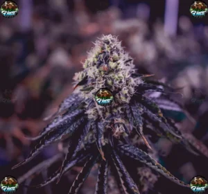 NY Ménage Cannabis in DC