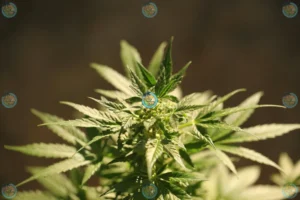 Plum Popperz Cannabis in DC