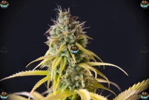 Point Breeze Cannabis in DC