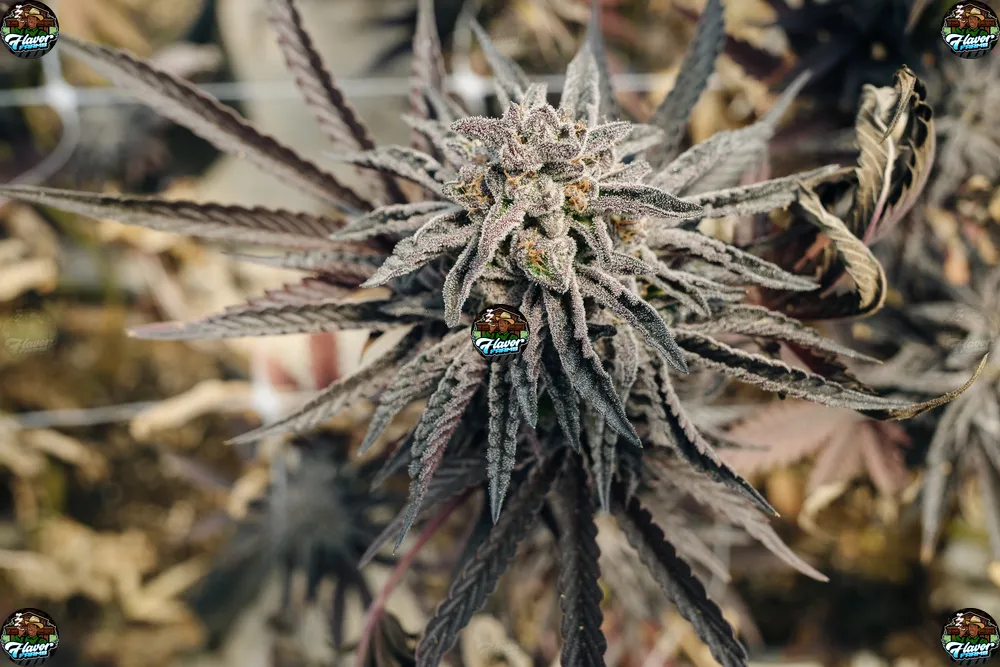 Quantum Kush Cannabis in DC