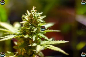 Sweet Thang Cannabis in DC