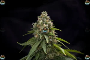 Zamosa Cannabis in DC