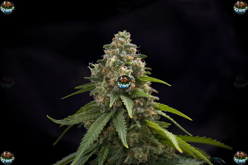 Zamosa Cannabis in DC