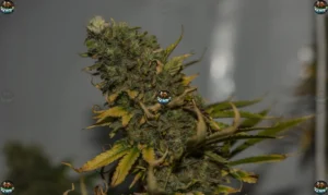 Area 41 Cannabis in DC