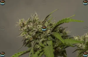 Blue Zlushie Cannabis in DC