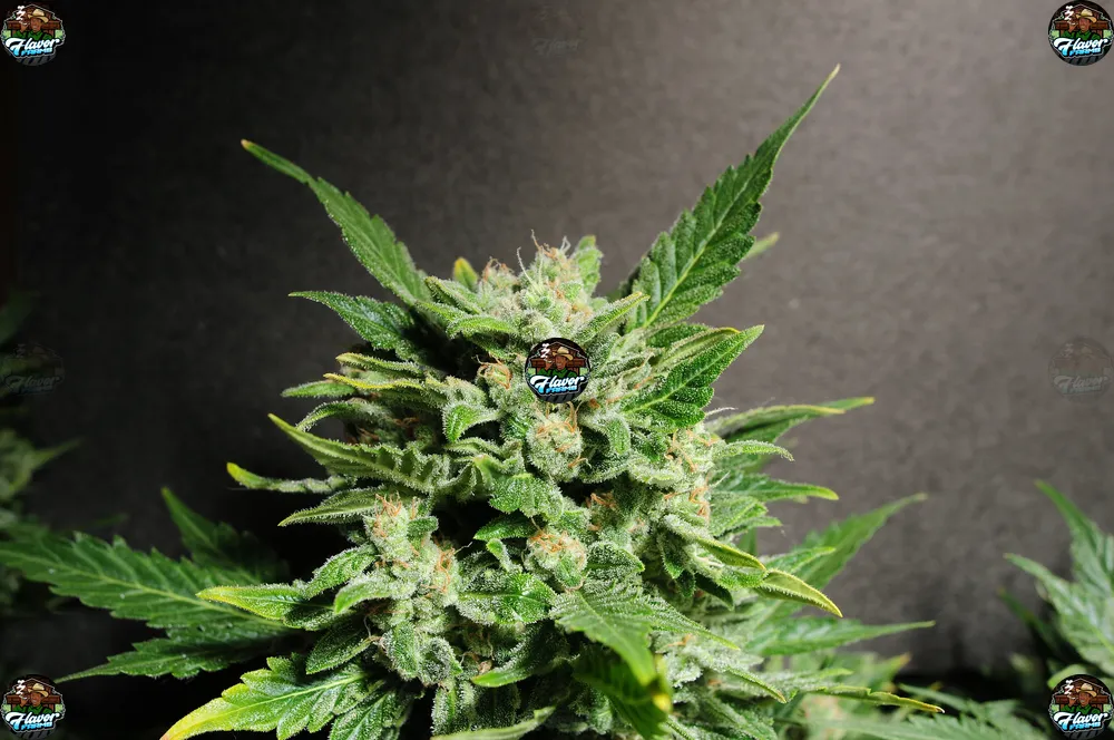 41 Cherry Cannabis in DC