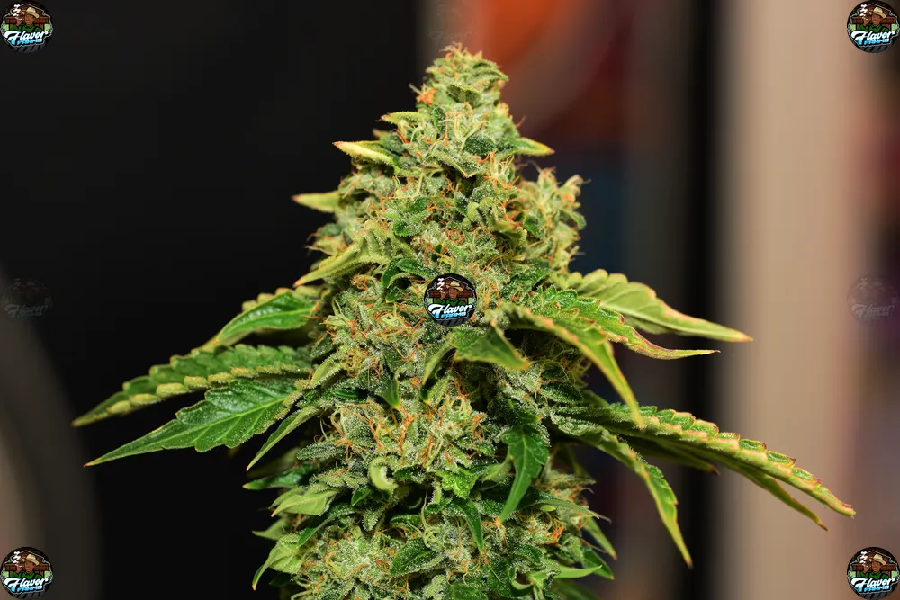 Diablo Cannabis in DC