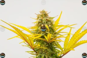 Funnel Cake Cannabis in DC