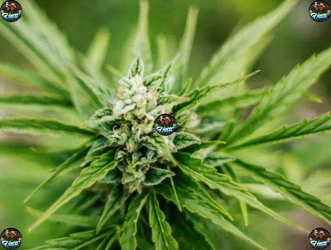 Space Rocks Cannabis in DC