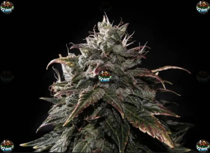 Zkittlez Cannabis in DC