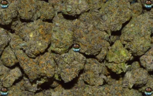 Wedding Biscotti cannabis