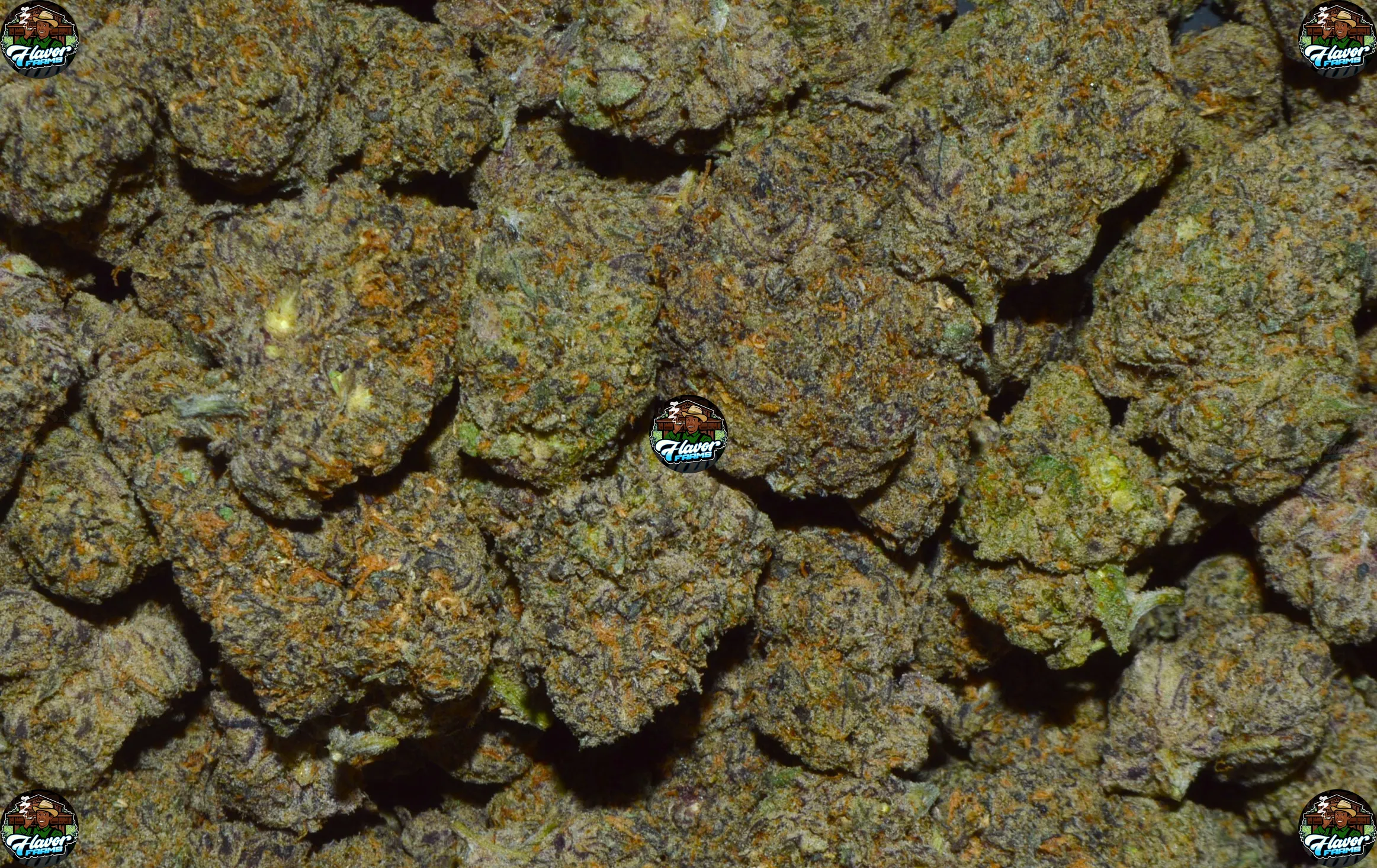 Wedding Biscotti cannabis