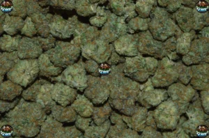 Diesel Donut cannabis