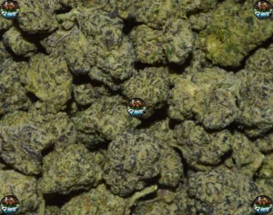 Swamp Water Fumez cannabis