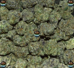 Golden Panda CANNABIS