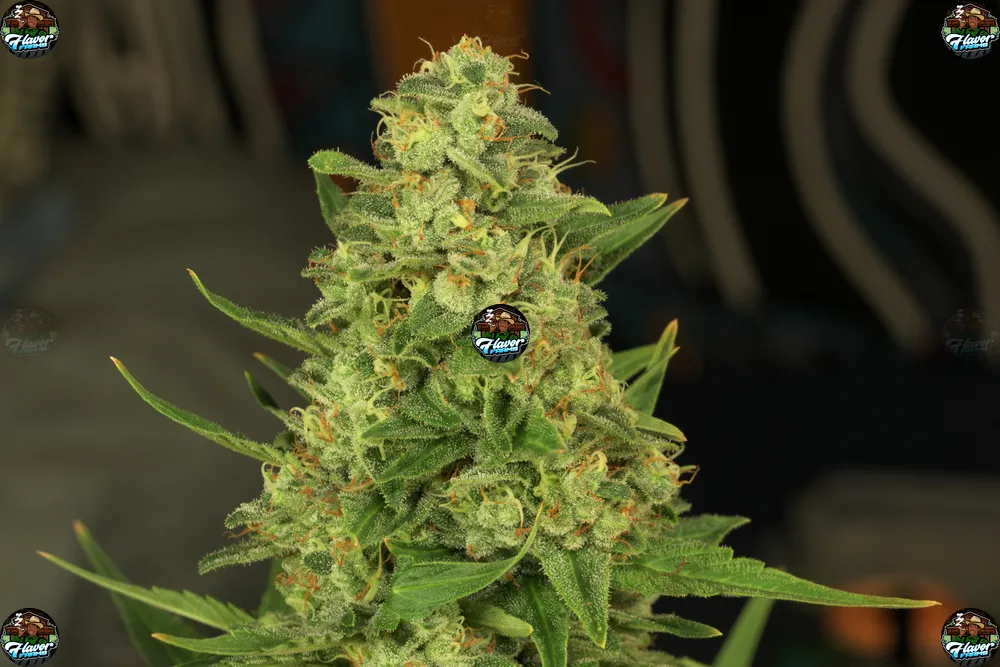 Tangieberto Cannabis