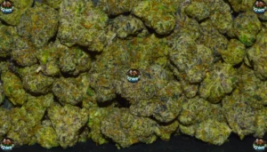 VANILLA CASHMERE CANNABIS