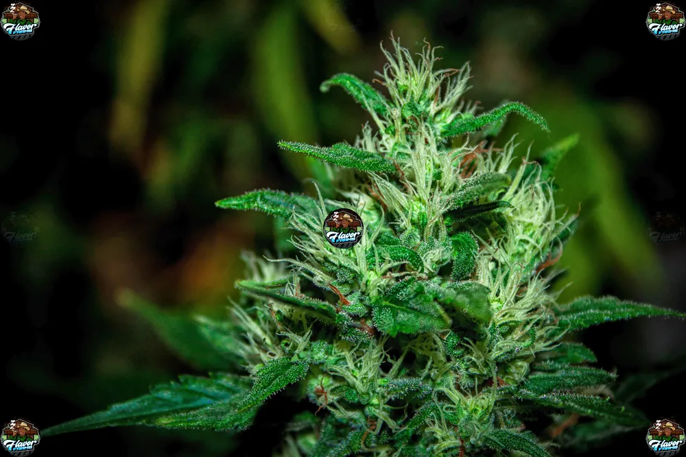 Golden Panda Cannabis