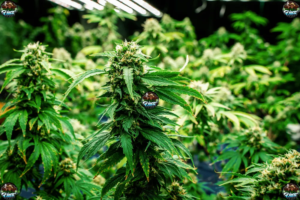 Notorious OG Cannabis