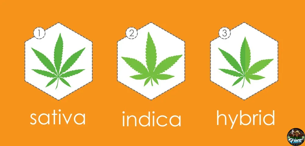 Exploring Indica Hybrid & Sativa Cannabis Strains