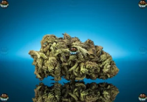 Indica vs Sativa Cannabis Strains