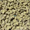 CANDY BURST CANNABIS