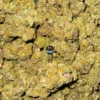 LEMON BERRIES CANNABIS