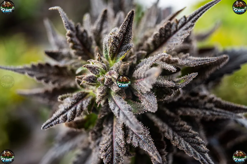 Lemon Berries Cannabis