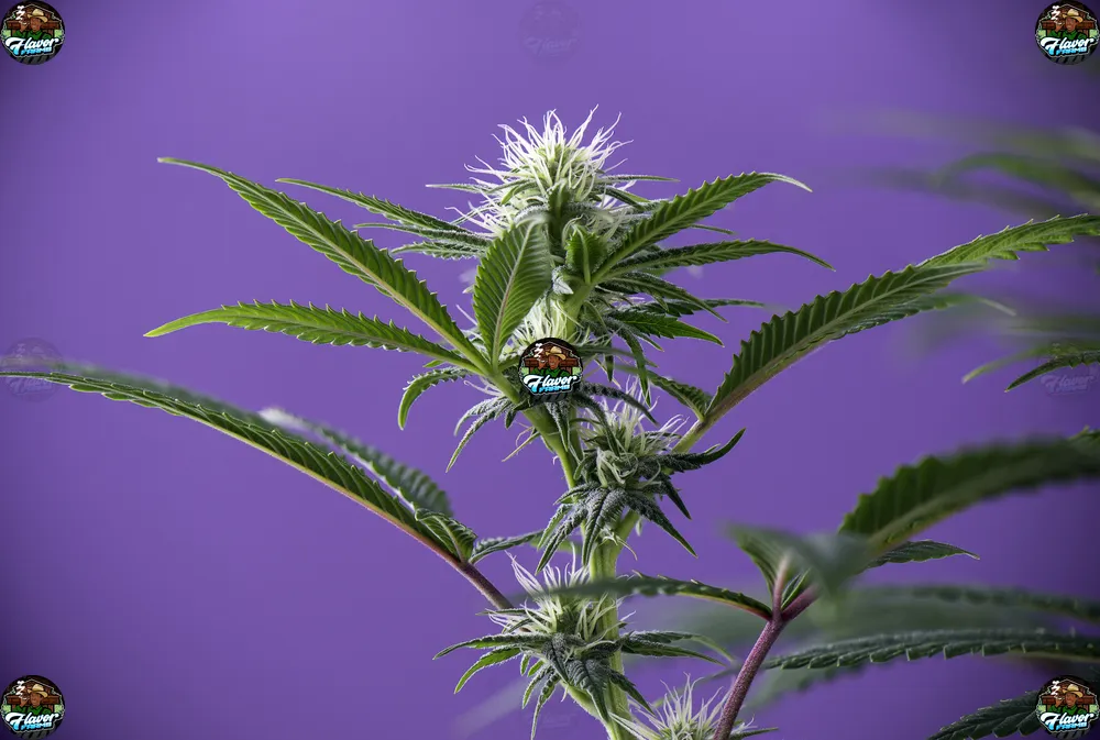 Purple Slushie Cannabis