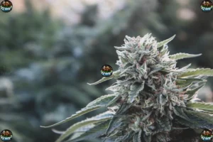 Blissful Wizard Cannabis Strain