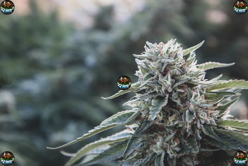 Blissful Wizard Cannabis Strain