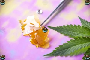Cannabis Concentrates for Beginners
