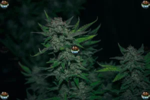 Knuckleheadz Cannabis Strain