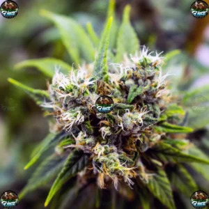 New Jack Gumbo Cannabis Strain