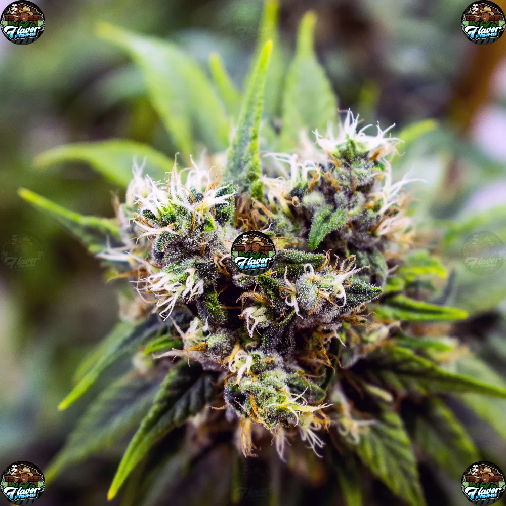 New Jack Gumbo Cannabis Strain