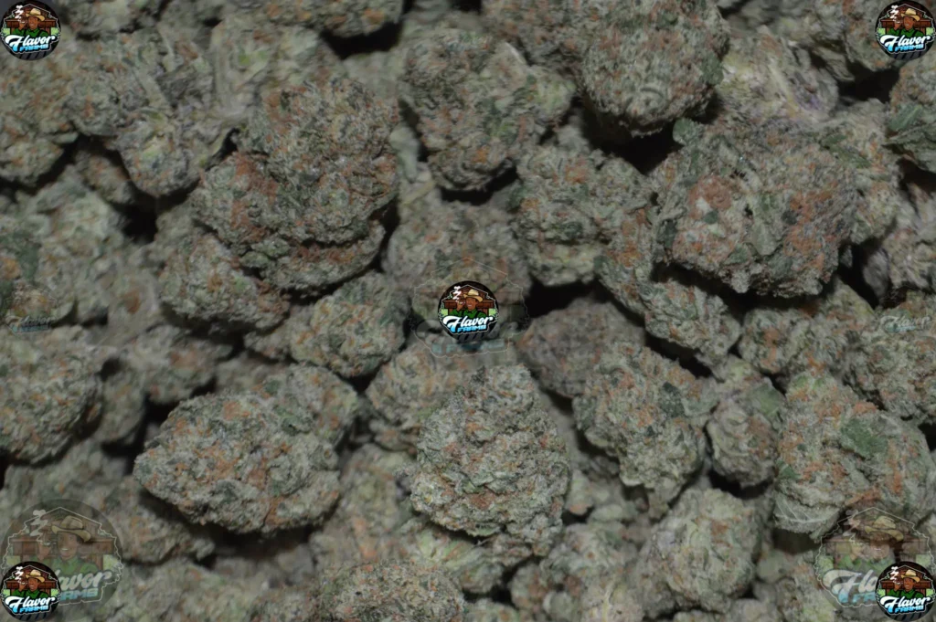 Sherbert Cannabis strain