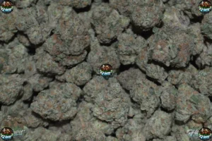 Sherbert Cannabis strain