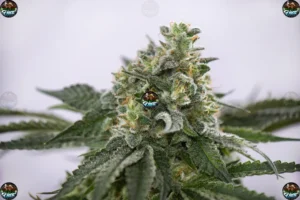 Triple Diesel Cannabis strain