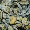 ANUBIS MUSHROOMS